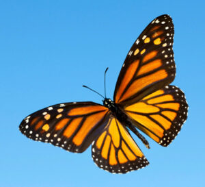butterfly_logo Butterfly