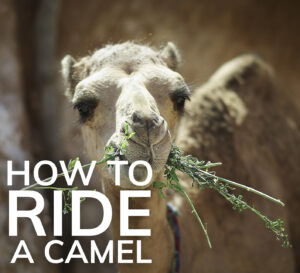 How to ride a camel